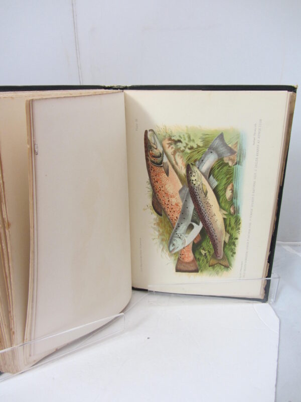 British and Irish Salmonidae. With 12 lithographed plates.  London: Williams & Northgate