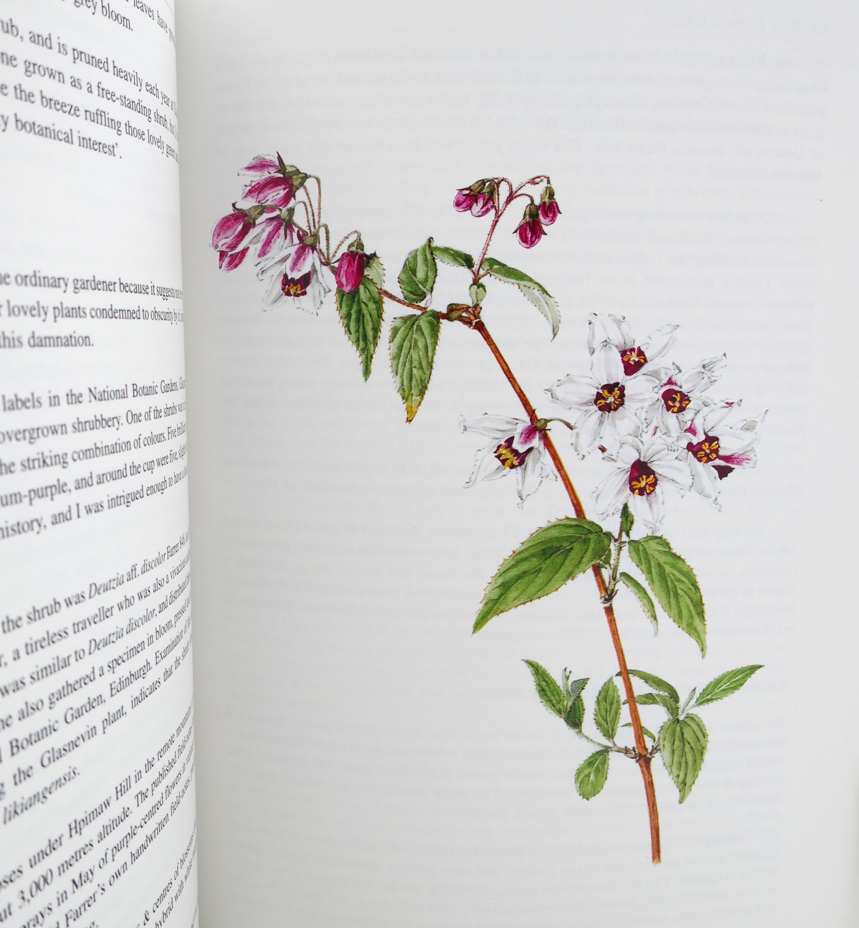 An Irish Flower Garden Replanted. Limited Edition (1997) - Image 5