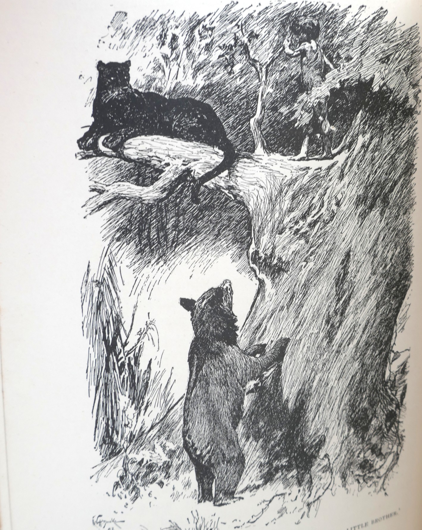 The Jungle Book (1896) - The Second Jungle Book (1895) - Image 7